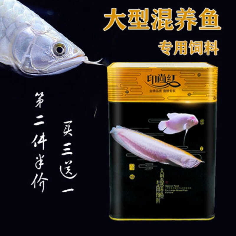 辣椒过背金头血麒麟红龙鱼