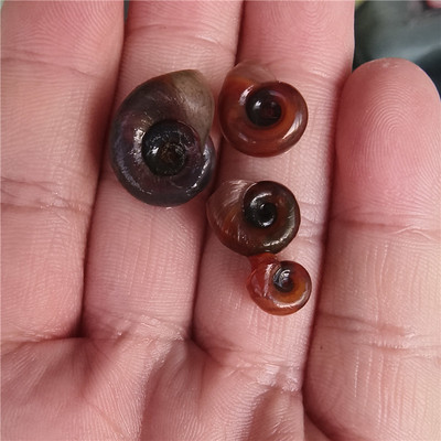 红苹果螺浮萍水草热带鱼孔雀鱼苗