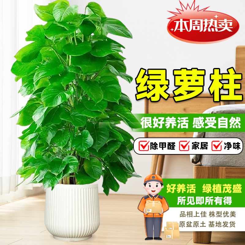 净化空气花卉室内绿萝柱