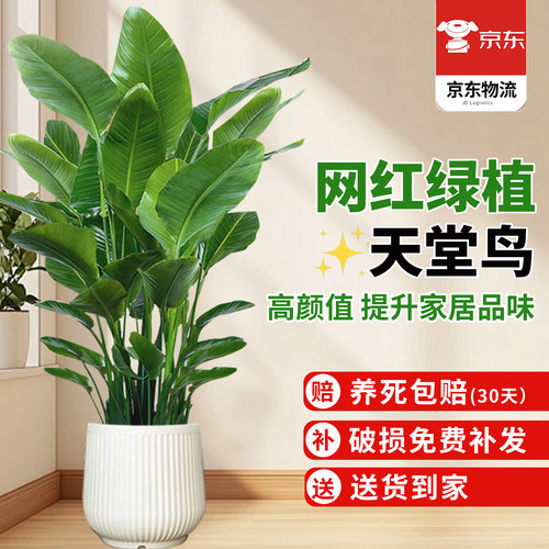 天堂鸟绿植高级感客厅室内吸除甲醛植物盆栽高端大气上档次鹤望兰