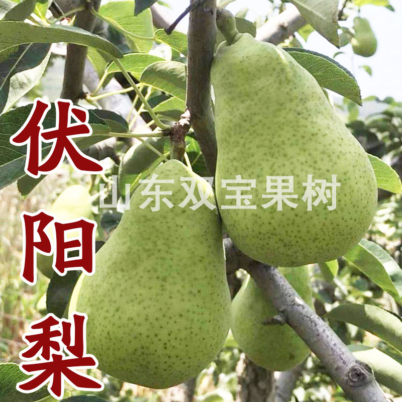 新品种梨树苗包活山东七年老店