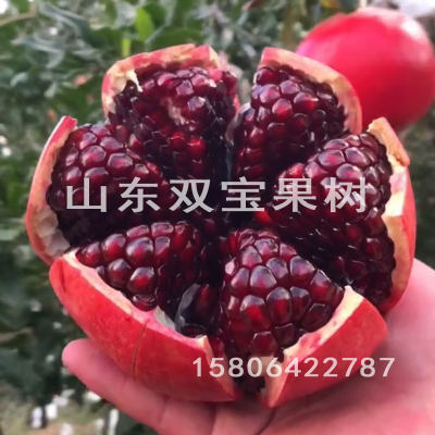 无籽嫁接突尼斯软籽石榴树苗庭院盆栽南北方种植当年结果甜石榴苗