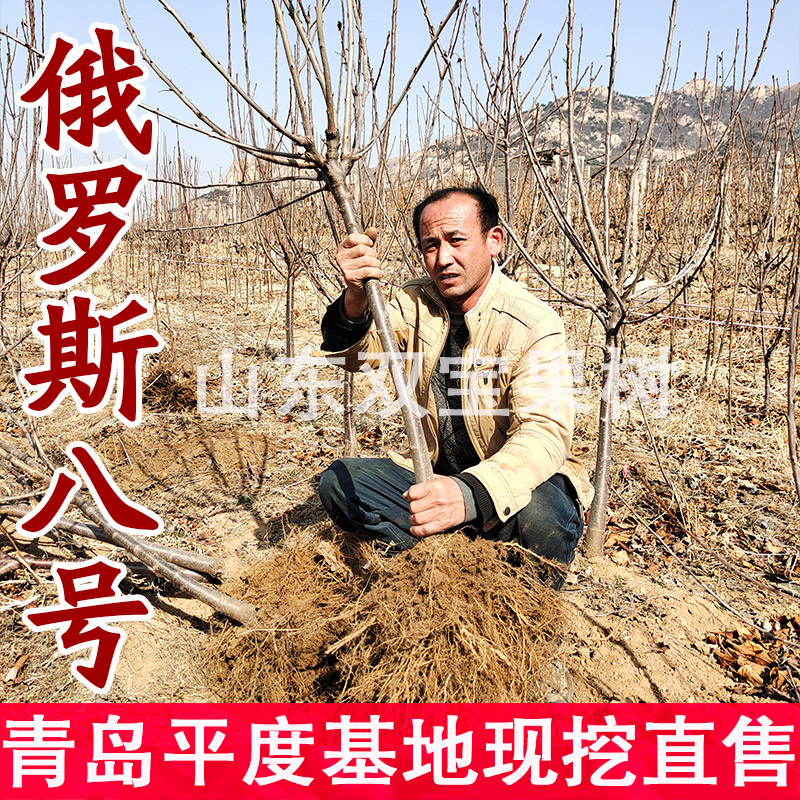 嫁接俄罗斯八号车厘子树苗包活