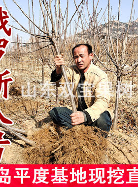 嫁接俄罗斯八号车厘子树苗包活
