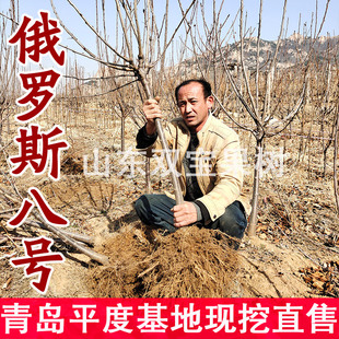 山东嫁接俄罗斯八号大樱桃苗北南方种植车厘子树苗新品种当年结果