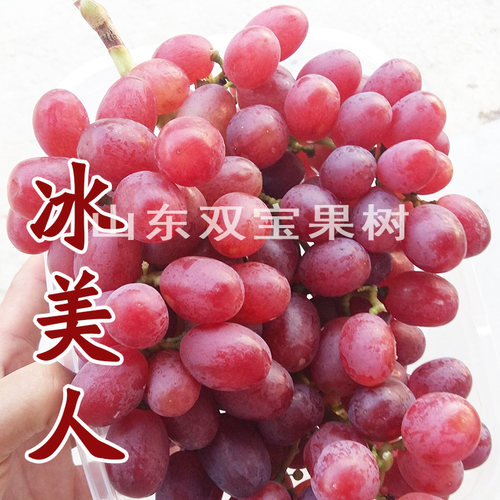 无核冰美人葡萄苗包成活包对版