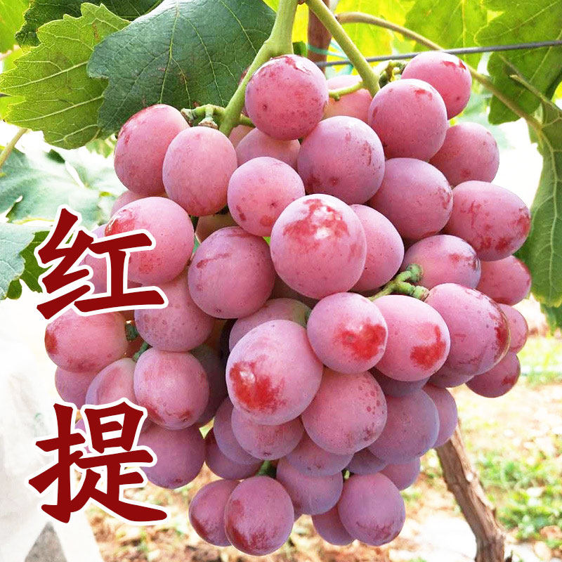 嫁接扦插 美国红提葡萄苗 红地球 提子 葡萄树苗 南方北方种植