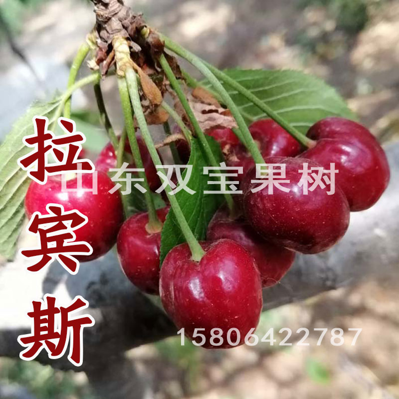 山东嫁接矮化拉宾斯大樱桃苗北方南方种植车厘子树苗新品种-封面