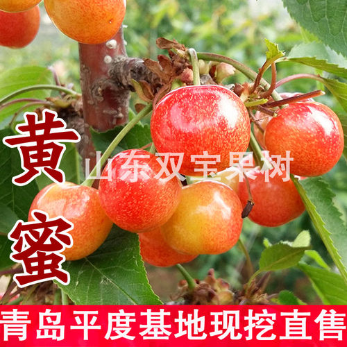 嫁接黄蜜大樱桃树苗现挖包活