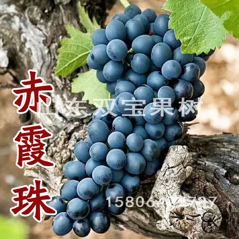 山东平度 赤霞珠葡萄苗 酿酒葡萄树苗新品种 北方南方四季种植