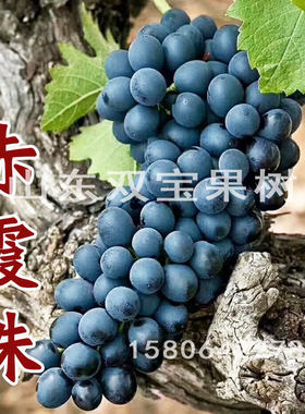 山东平度 赤霞珠葡萄苗 酿酒葡萄树苗新品种 北方南方四季种植