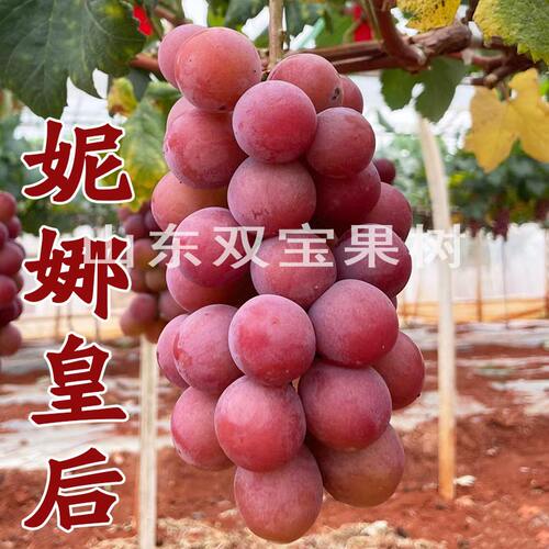 正宗妮娜皇后葡萄苗包成活