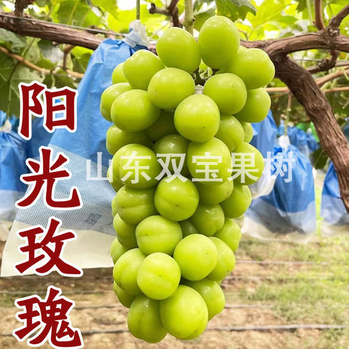 葡萄苗山东南方种植晴王阳光玫瑰