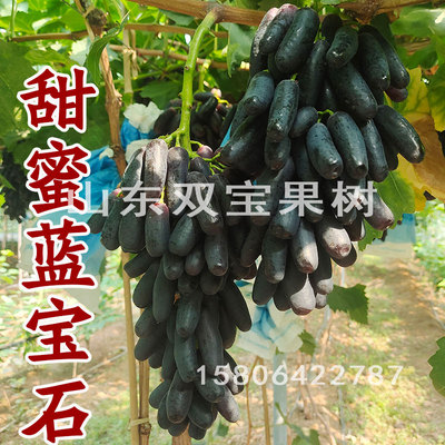 无核甜蜜蓝宝石葡萄苗南方