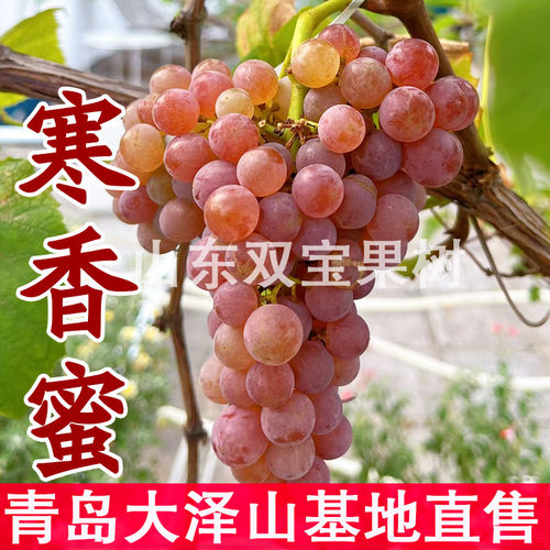 无核寒香蜜葡萄苗包成活包对版