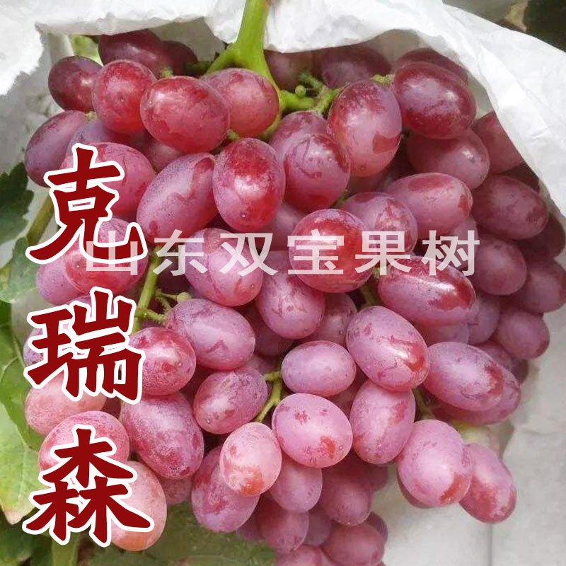 无核科瑞森葡萄苗包成活包对版