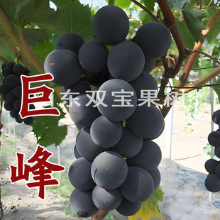 山东 巨峰葡萄苗巨丰南方北方种植爬藤特大粒抗寒新品种葡萄树苗