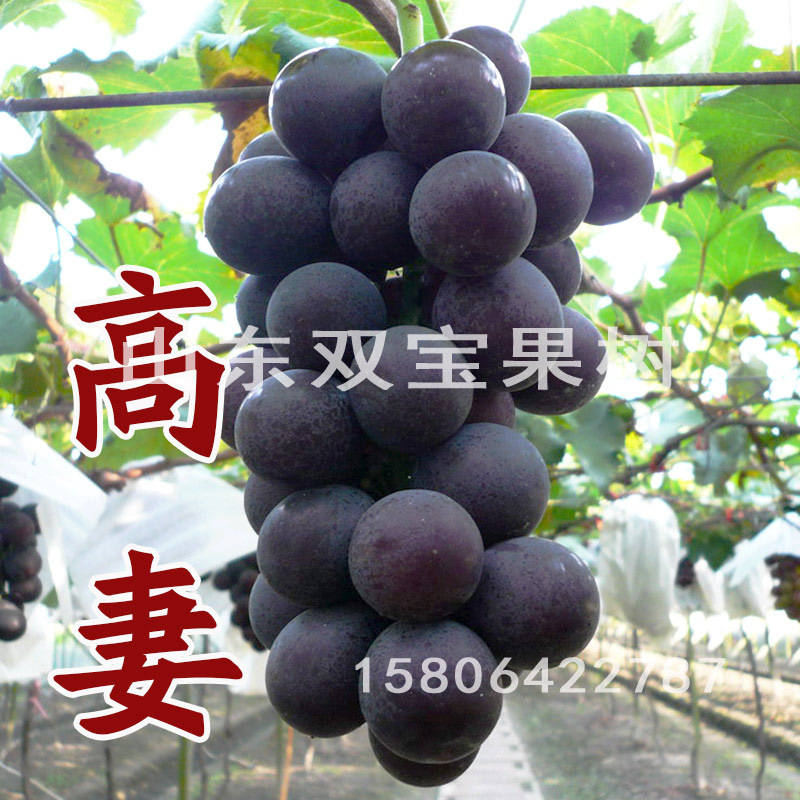 大粒抗病高妻葡萄苗包成活