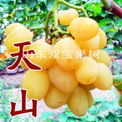大粒天山葡萄苗包成活包对版