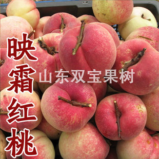 山东 嫁接晚熟特大 映霜红桃树苗北方南方种植冬桃雪桃新品种果树