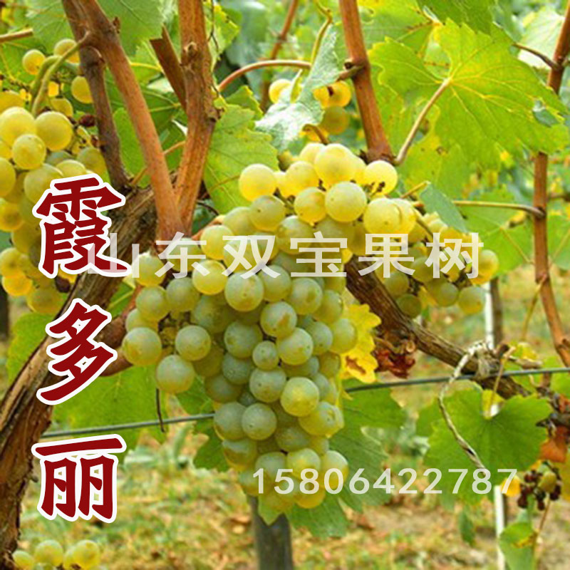山东平度 莎当妮葡萄苗 霞多丽酿酒葡萄树苗 南方北方种植新品种