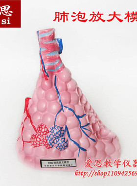 J3306 肺泡放大模型 肺的组织机构 生物人体解剖学模型教学仪器
