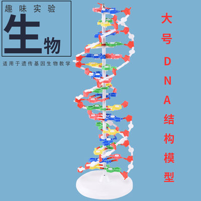 J33306 DNA双螺旋结构模组件60cm大号带底座高中碱基对遗传基因生物科学教学仪器器材直径20cm