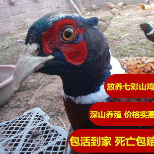 热销-广西深山鸡活体七彩山鸡观赏鲜活山鸡雉鸡珍珠鸡土鸡包邮