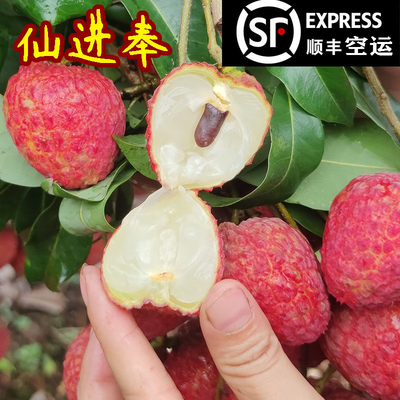 爆销精选桂味小核籽无新鲜荔枝核广西灵山糯米5斤10孕妇顺丰包邮