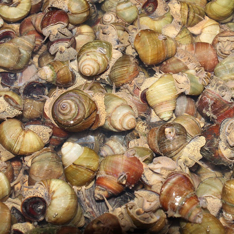 4斤大号田螺新鲜田螺活体活的石螺包活泥螺螺蛳粉螺丝肉鲜活螺蛳