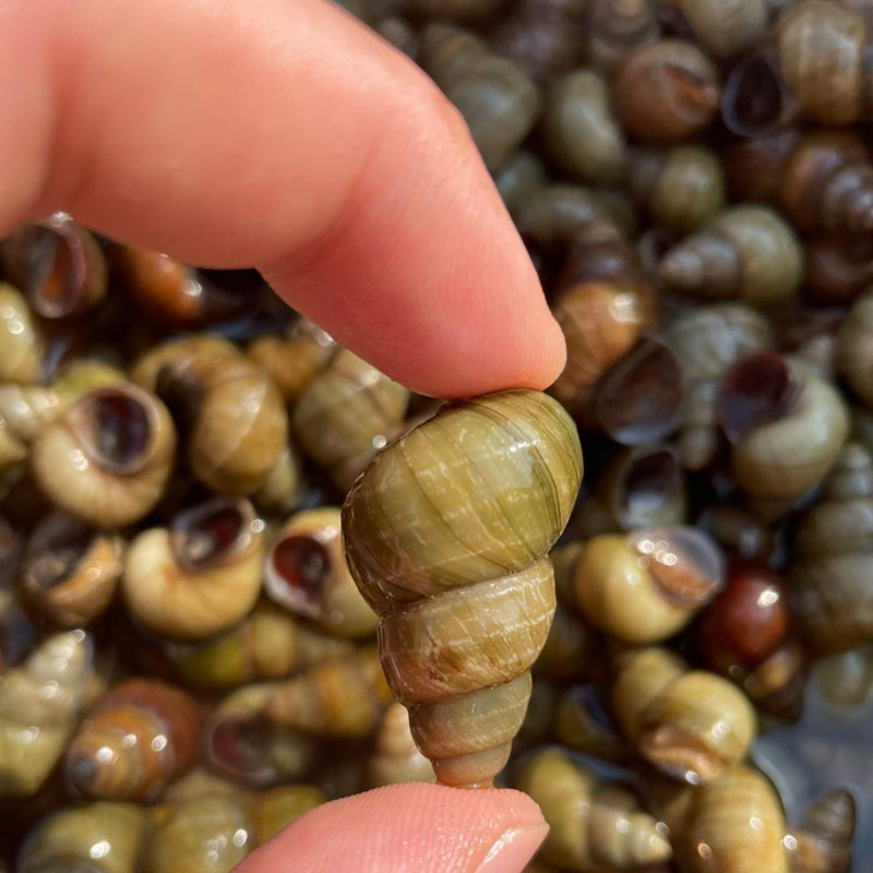 10斤鲜活田螺大号螺丝新鲜田螺活体泥螺包活螺蛳粉石螺鲜活商用