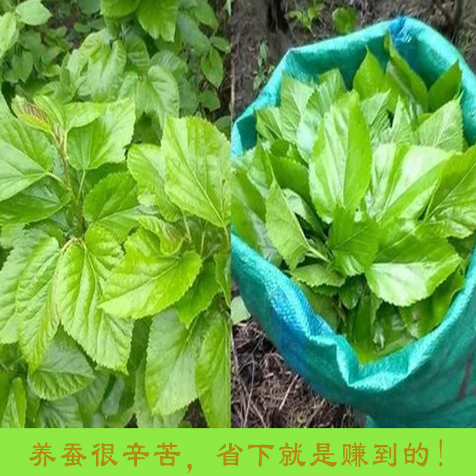 蚕饲料金丝蚕 桑叶饲料 桑蚕壮蚕宝宝