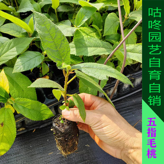 五指毛桃苗广西正宗五叉虎树中药材可种植产地带土发货常绿易成活