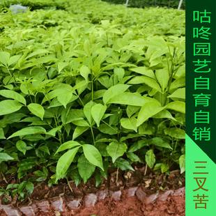 广西正宗三叉苦树苗三桠苦三丫苦中药材苗种子杯苗鸡骨树带土带叶