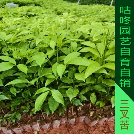 广西正宗三叉苦树苗三桠苦三丫苦中药材苗种子杯苗鸡骨树带土带叶