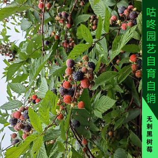 无刺树莓苗无刺黑泡树苗覆盆子黄泡树苗庭院阳台带原土杯带叶发货