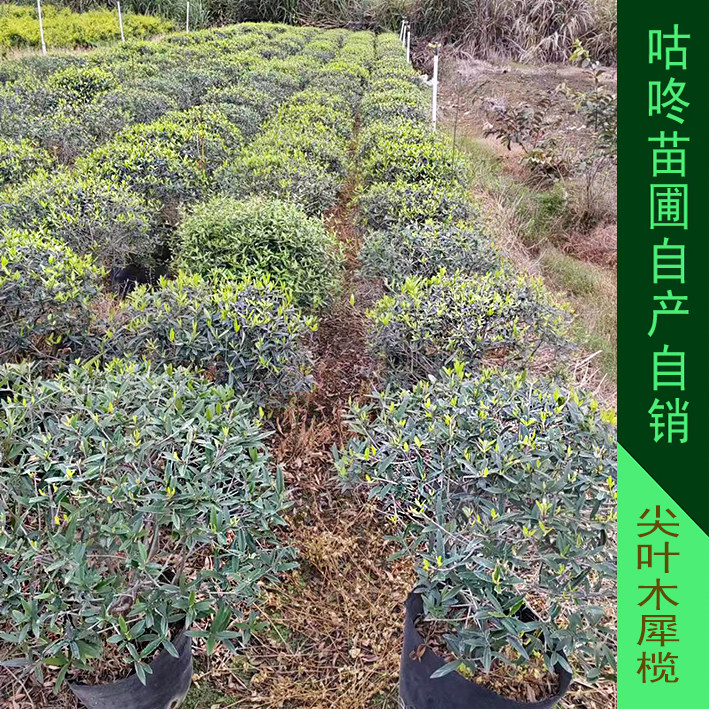 锈鳞木樨榄树苗 尖叶木樨榄球 油橄榄树苗  鬼柳小区绿化工程景观