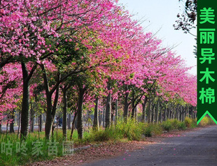 美丽异木棉树苗 丝木棉树苗 美人树苗大腹木棉苗绿化树苗园林庭院