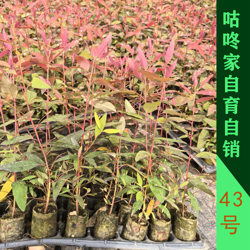 正品广43号桉树苗 速生桉树苗   耐寒 抗旱 抗台风 带杯发货