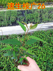 速生桉树苗绿化东门26号一级苗 东门28号一级苗 造林速生苗组培苗