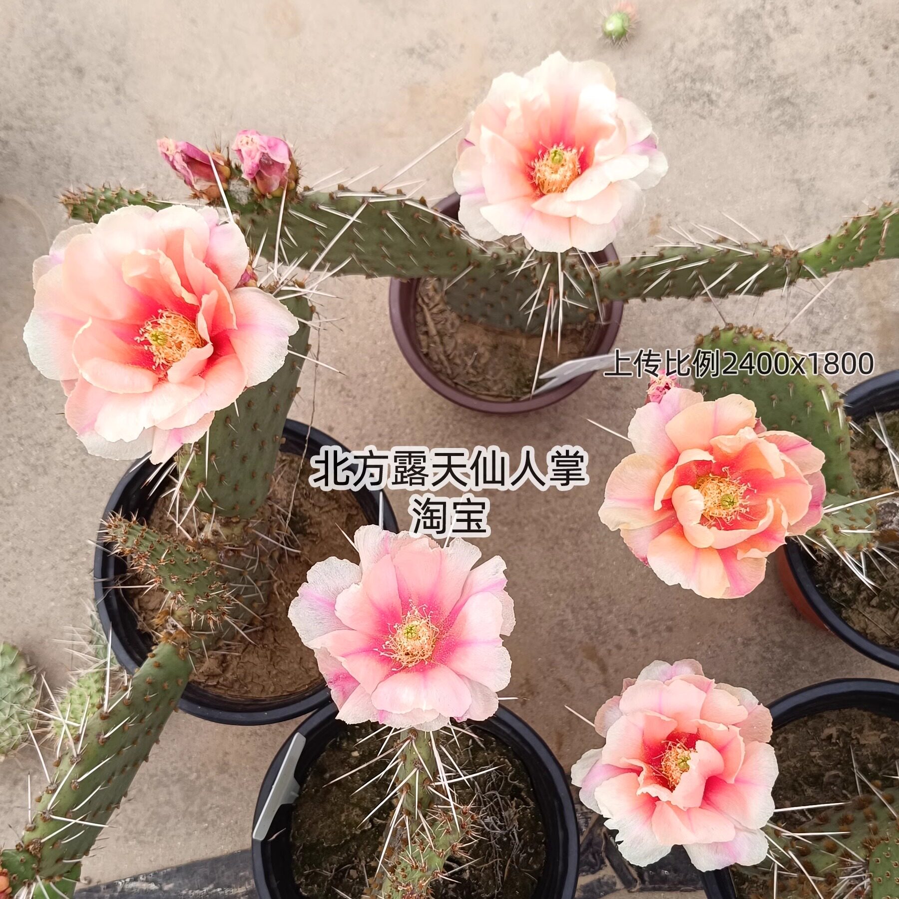 凤梨可乐塔 美花仙人掌 粉色 耐寒抗旱北方露天越冬 盆栽多肉植物
