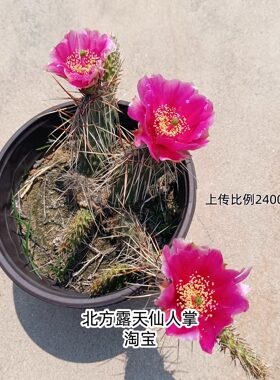 强刺龙胆团扇仙人掌室外容易