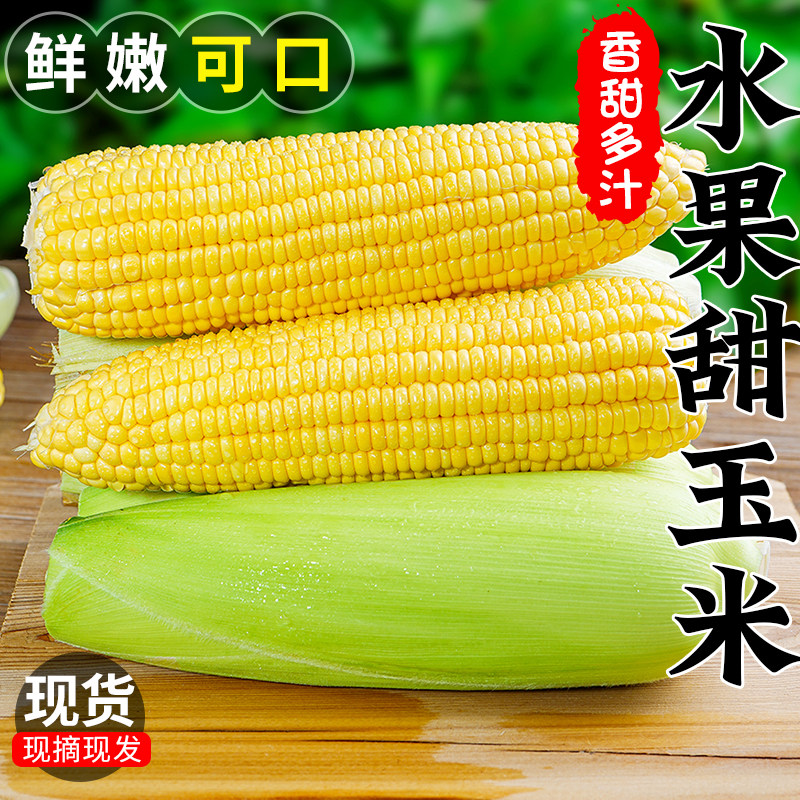 黄金水果玉米新鲜蔬菜