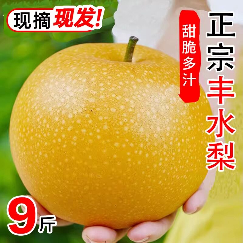 山东丰水梨新鲜9斤梨子