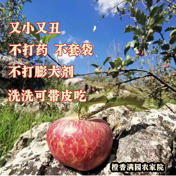 不打药小时候苹果味西北勒小苹果