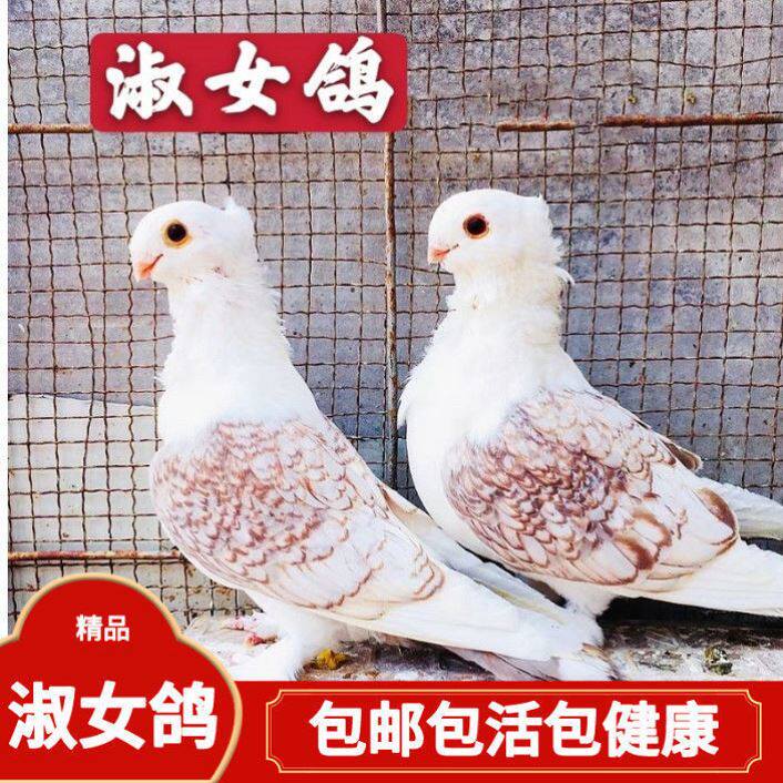 淑女鸽子观赏鸽宠物小鸟活物公母