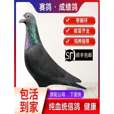 鸽子活一对信鸽公棚成绩鸽远程赛