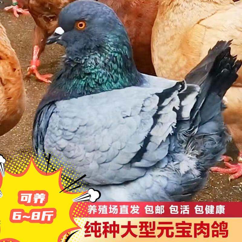 大体元宝鸽子纯巨型公斤鸽元宝鸽子活物一对正宗大型肉鸽观赏活体