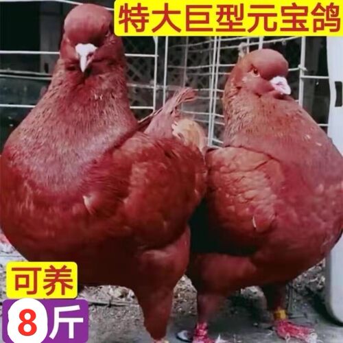肉鸽种鸽大型价格 肉鸽种鸽大型图片 星期三