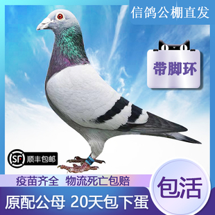 鸽子活一对白色信鸽放飞宠物鸽子活物观赏鸽比赛鸽幼鸽活体原配鸽